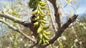 Fruit of Populus alba L.