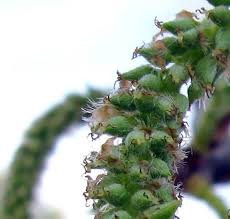 Seed of Populus alba L.