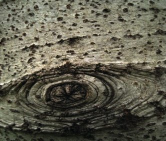 Bark of Populus ciliata Wall. ex Royle