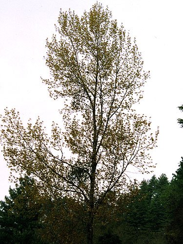 Populus ciliata Wall. ex Royle
