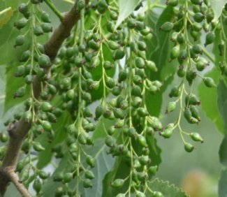 Fruit of Populus ciliata Wall. ex Royle