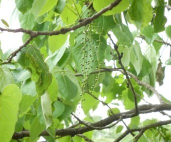 Leaves of Populus ciliata Wall. ex Royle
