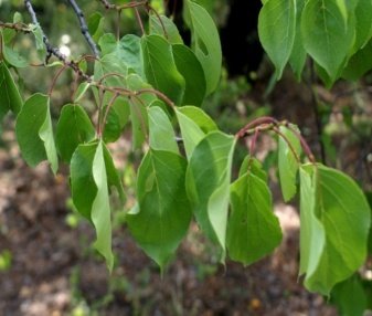 Leaves of Prunus armeniaca L.
