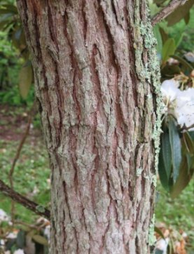 Bark of Prunus cornuta (Wall. ex Royle) Steud.