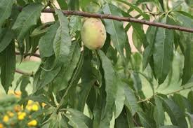 Leaves of Prunus mira Koehne