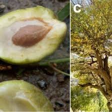 Seed of Prunus mira Koehne