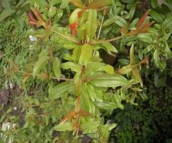 Leaves of Punica granatum L.