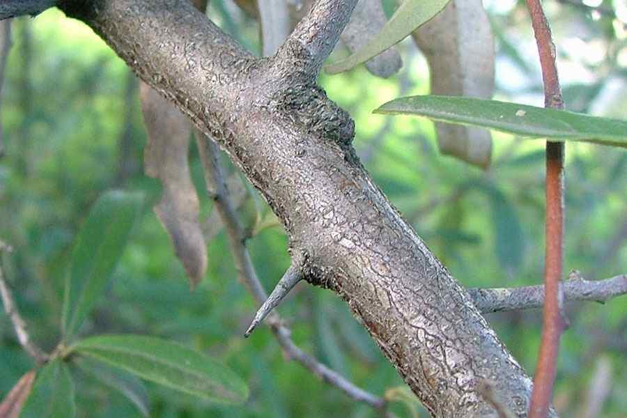 Bark of Pyracantha crenulata (D.Don) M.Roem.