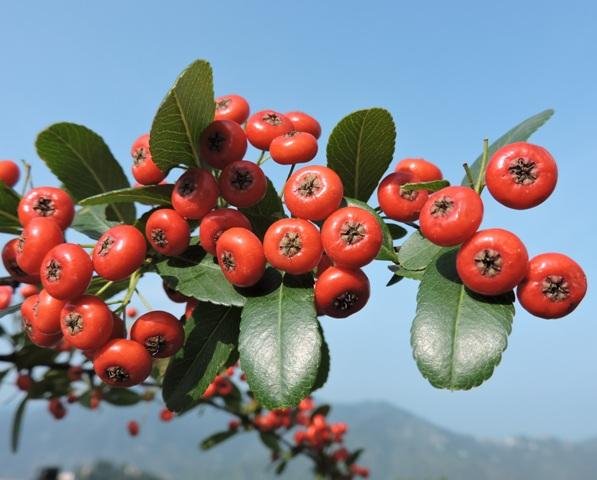 Fruit of Pyracantha crenulata (D.Don) M.Roem.