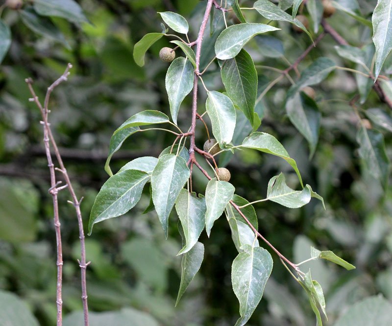 Pyrus pashia Buch.-Ham. ex D.Don