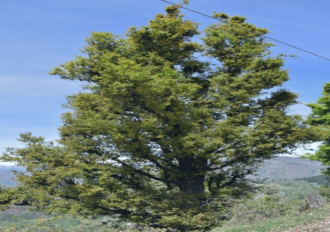 Quercus floribunda Lindl. ex A.Camus