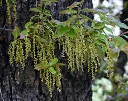 Flower of Quercus floribunda Lindl. ex A.Camus