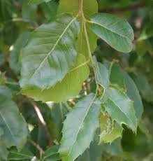 Leaves of Quercus floribunda Lindl. ex A.Camus