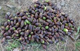 Seed of Quercus floribunda Lindl. ex A.Camus