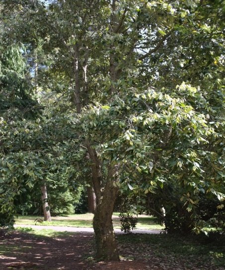 Quercus leucotrichophora A.Camus