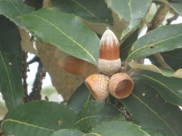 Fruit of Quercus leucotrichophora A.Camus