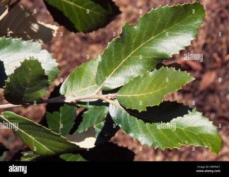 Leaves of Quercus semecarpifolia Sm.