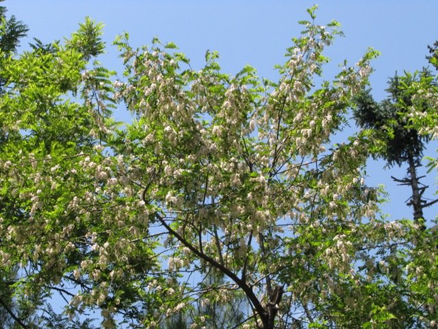 Robinia pseudoacacia L.