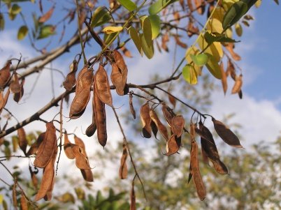 Fruit of Robinia pseudoacacia L.
