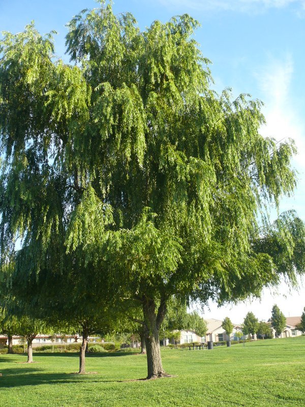 Salix alba L