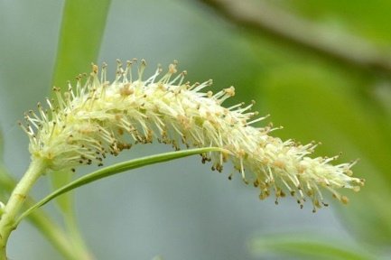 Flower of Salix alba L