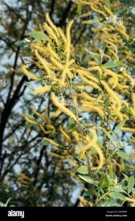 Fruit of Salix alba L