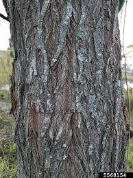 Bark of Salix babylonica L.