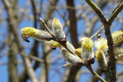 Flower of Salix caprea L.