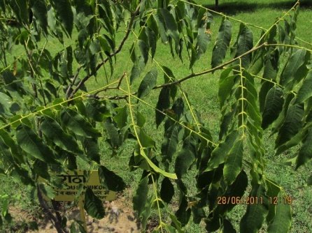 Leaves of Sapindus mukorossi Gaertn.