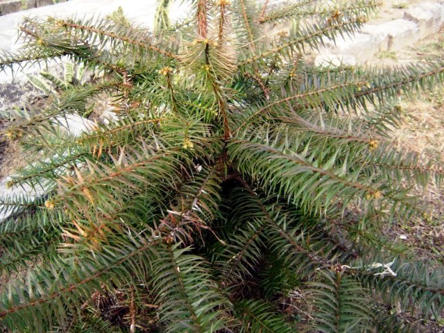 Taxus contorta Griff.