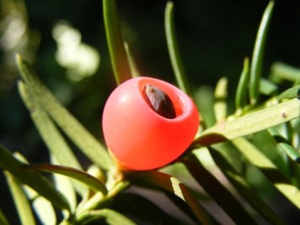 Fruit of Taxus contorta Griff.